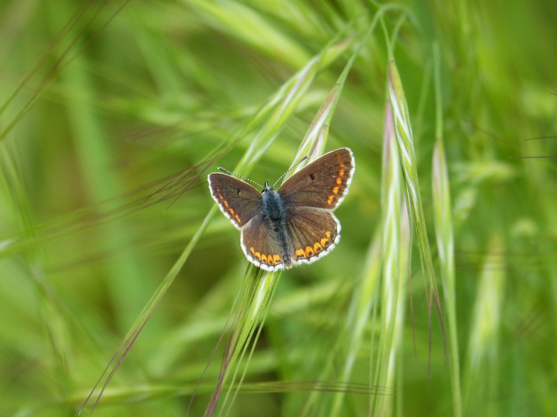 butterfly-Aricia agestis -bruin blauwtje - vlinderplant soorten - inheemse